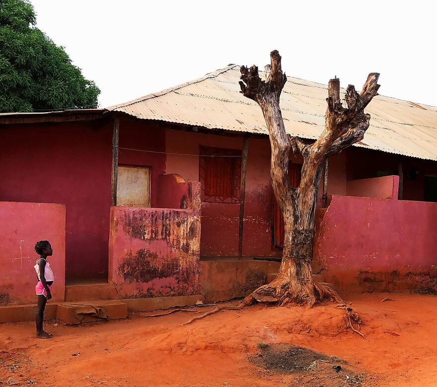 "All The Sacred Trees" By Susanna Knyphausen
