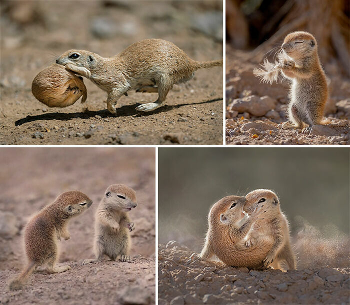 Ganador del premio Fred Hazelhoff al mejor portafolio: “Rango emocional” por Lea Lee Inoue