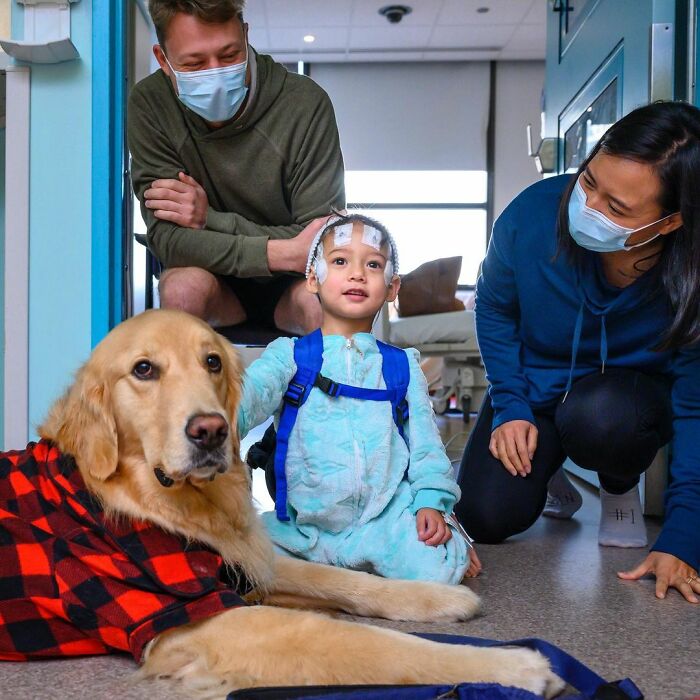 These Dogs Brought A Lot Of Joy To Ill Children That Had To Spend Christmas In A Hospital These Dogs Brought A Lot Of Joy To Ill Children That Had To Spend Christmas In A Hospital