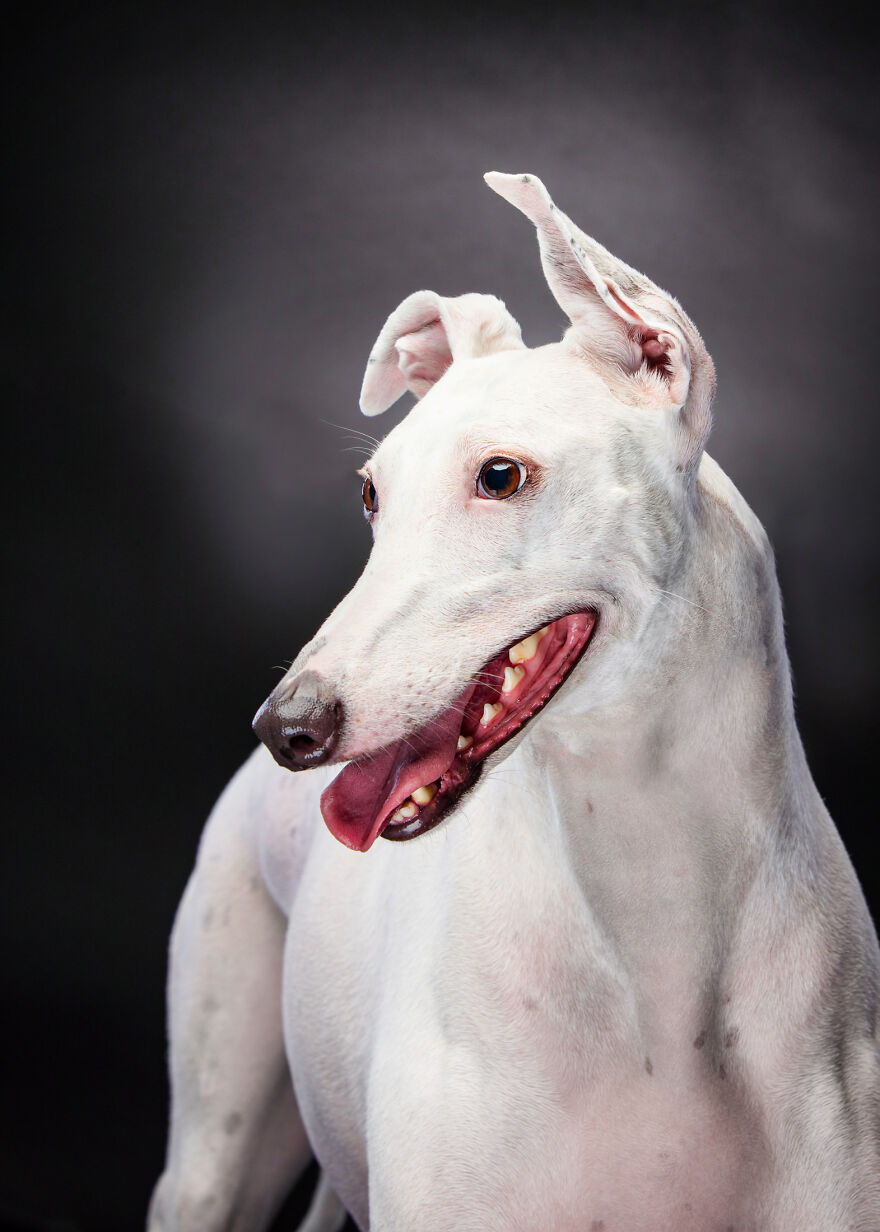 I Capture Photos Of Hunting Dogs In Spain That Are Abandoned After Hunting Season