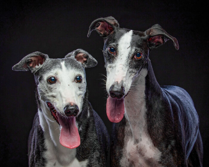 Two abandoned hunting dogs in Spain with tongues out, captured in a detailed portrait against a black background.