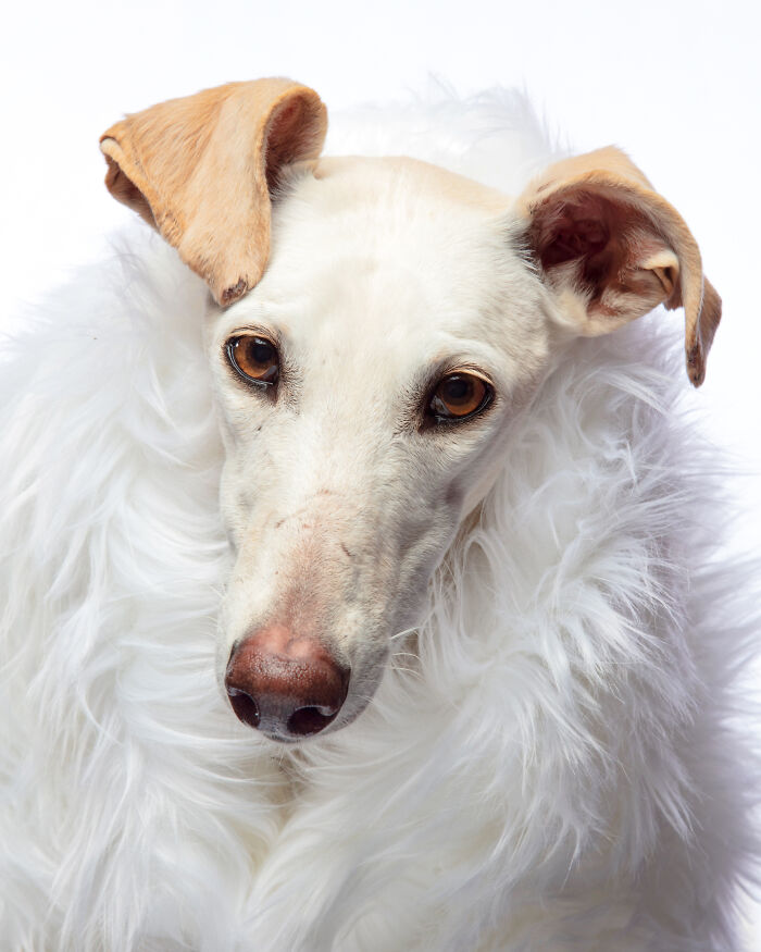 Close-up of an abandoned hunting dog in Spain wrapped in a white fur, highlighting its expressive eyes and face.