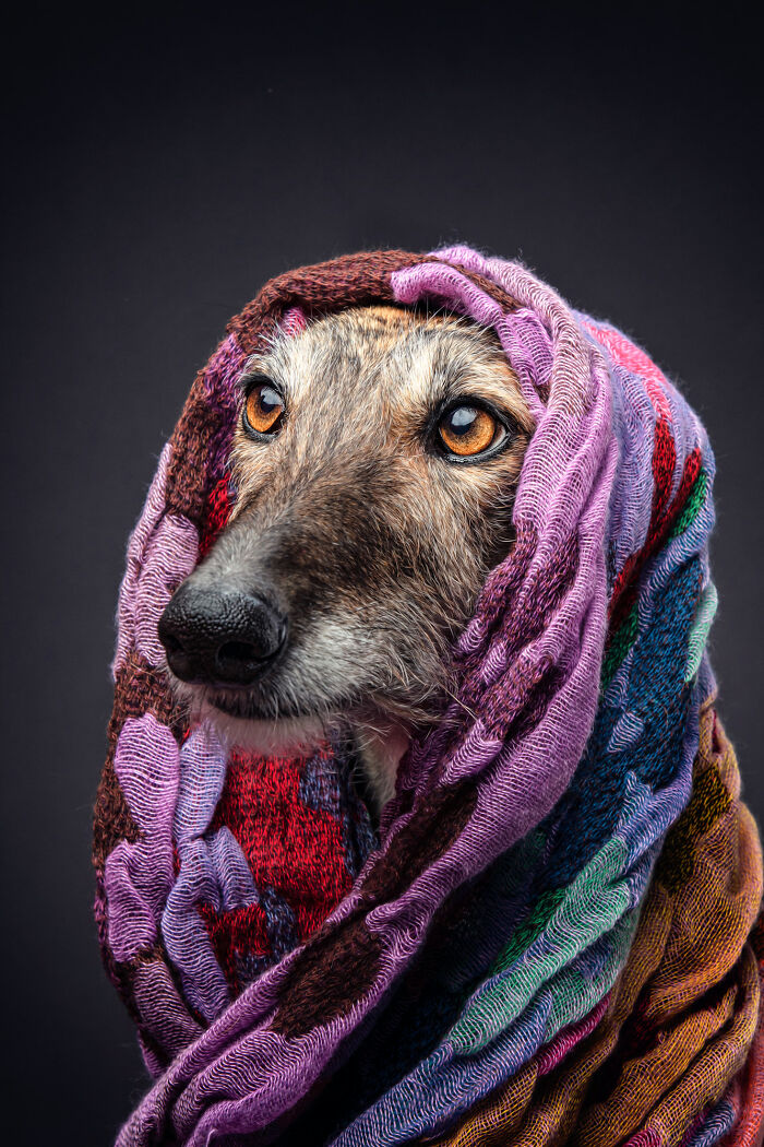 Abandoned hunting dog in Spain with bright eyes wrapped in colorful fabric against dark background.