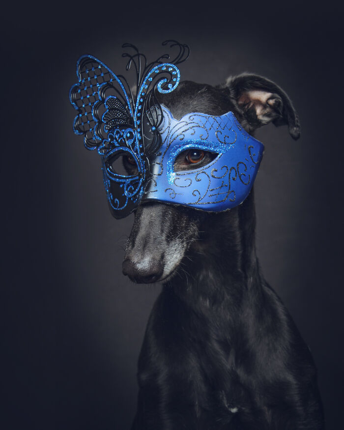 Black hunting dog wearing an ornate blue butterfly mask, captured in a studio portrait highlighting abandoned hunting dogs in Spain.