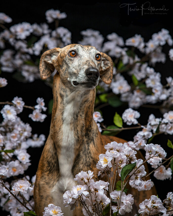 Abandoned hunting dog in Spain with brindle coat surrounded by delicate white blossoms against a dark background.