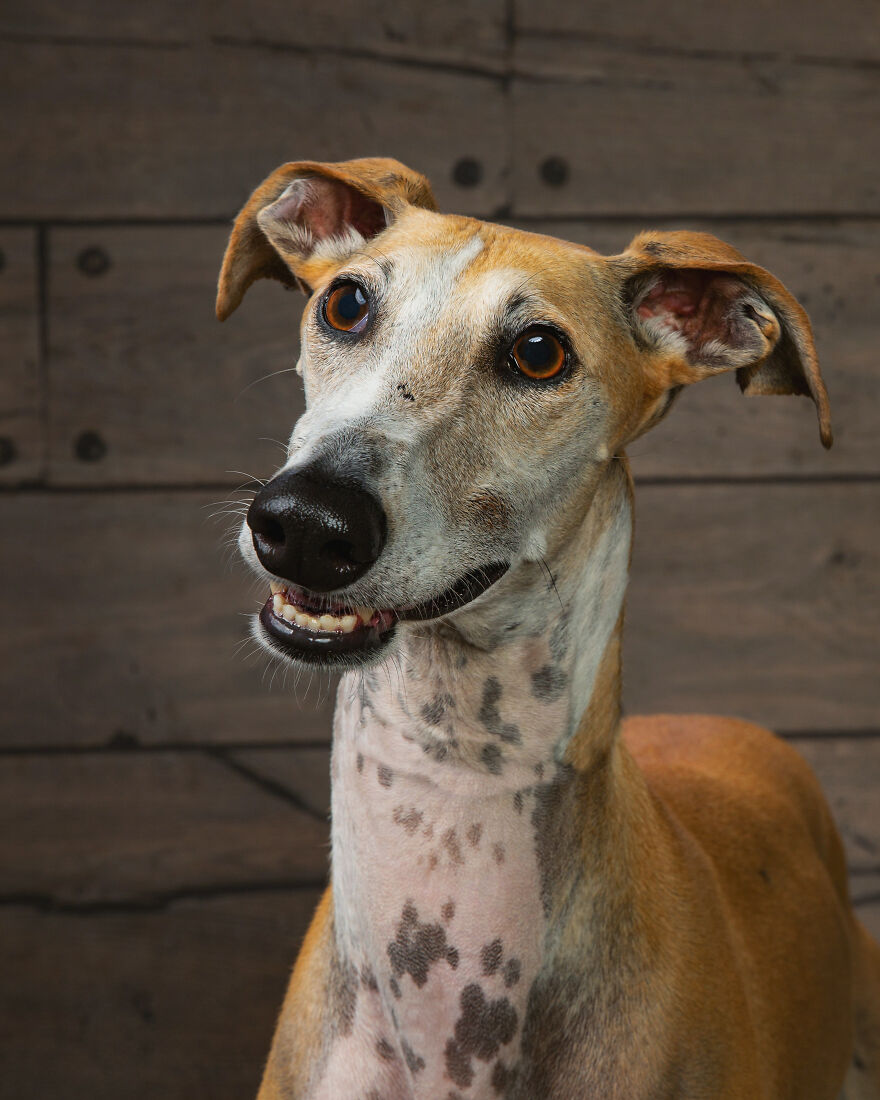 I Capture Photos Of Hunting Dogs In Spain That Are Abandoned After Hunting Season