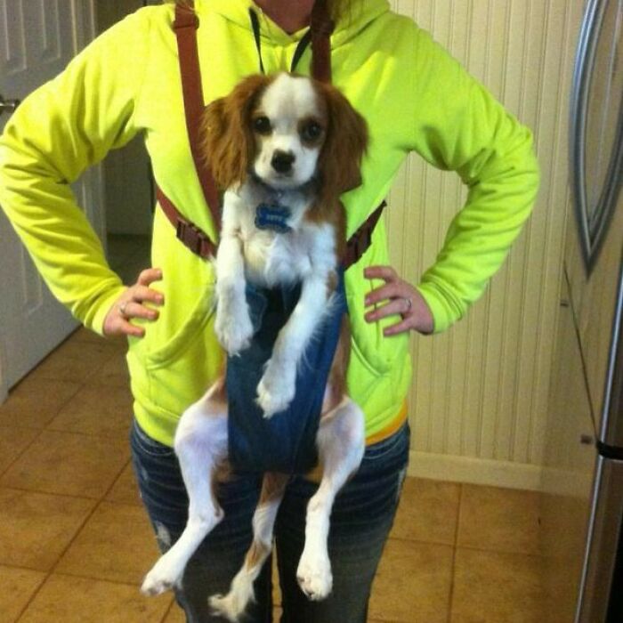 Funny Christmas Gift. Dog Carrier