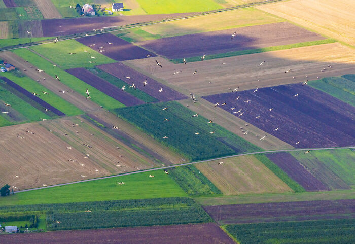 Aerial view of Poland's modern and diverse farmland with colorful patchwork fields and scattered birds flying above.