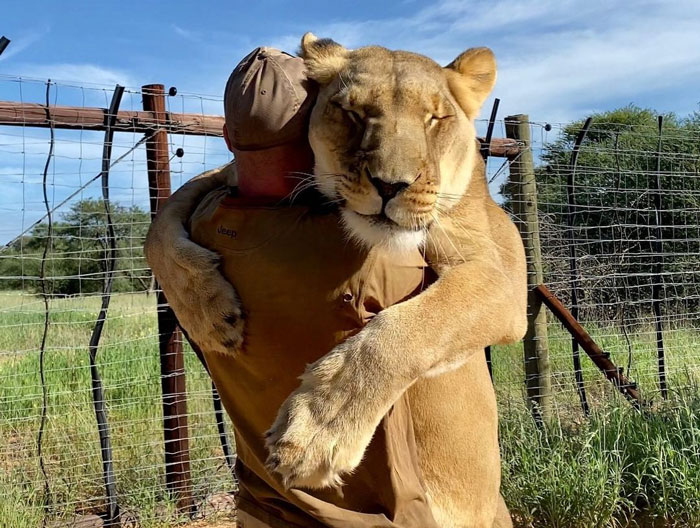 This Lioness Repays Her Caregiver Of 10 Years With Hugs And Cuddles