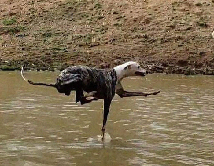 Animals With Powerful Auras