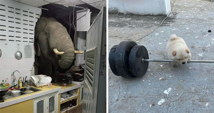 This Page Collects Photos Of ‘Animals With Threatening Auras’ (40 New Pics)