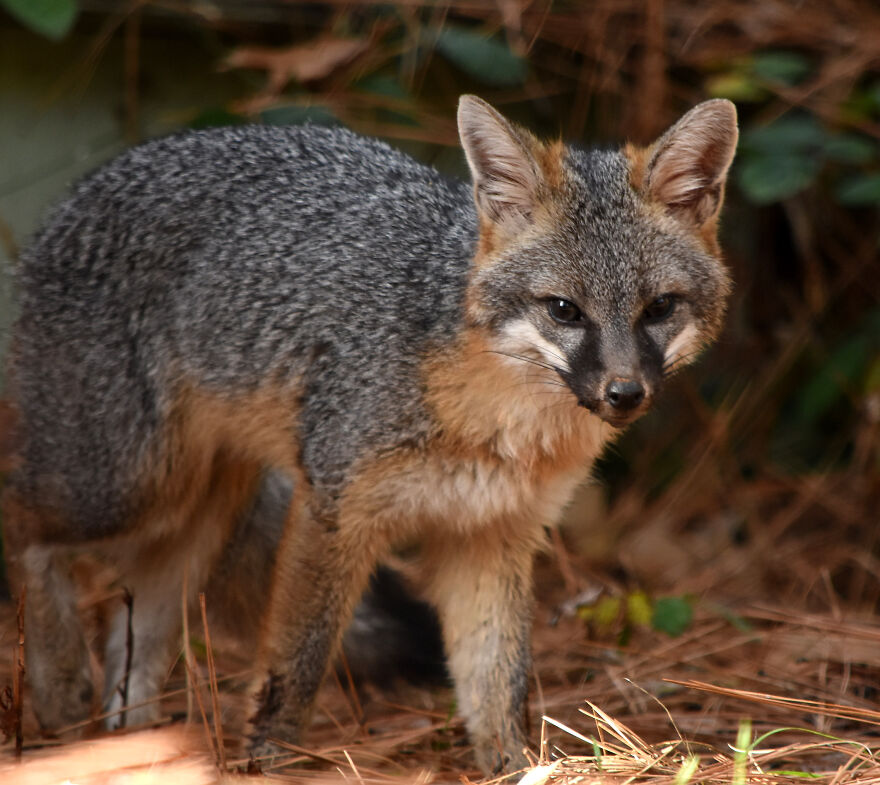 I Love Photographing The Wildlife That Passes Through My Yard. This Year There Was Much More Than Usual.