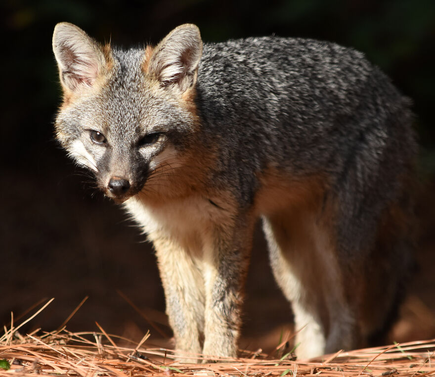 I Love Photographing The Wildlife That Passes Through My Yard. This Year There Was Much More Than Usual.