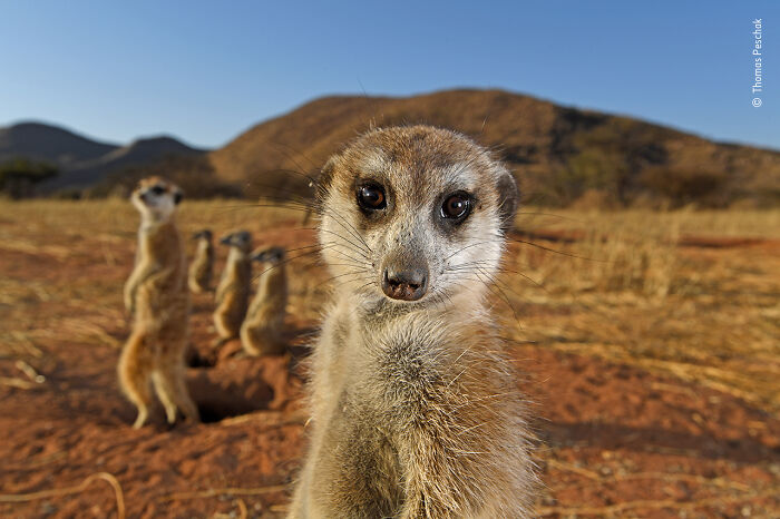 Close-up of a meerkat with a group in the background in a dry landscape from wildlife photographer of the year contest.