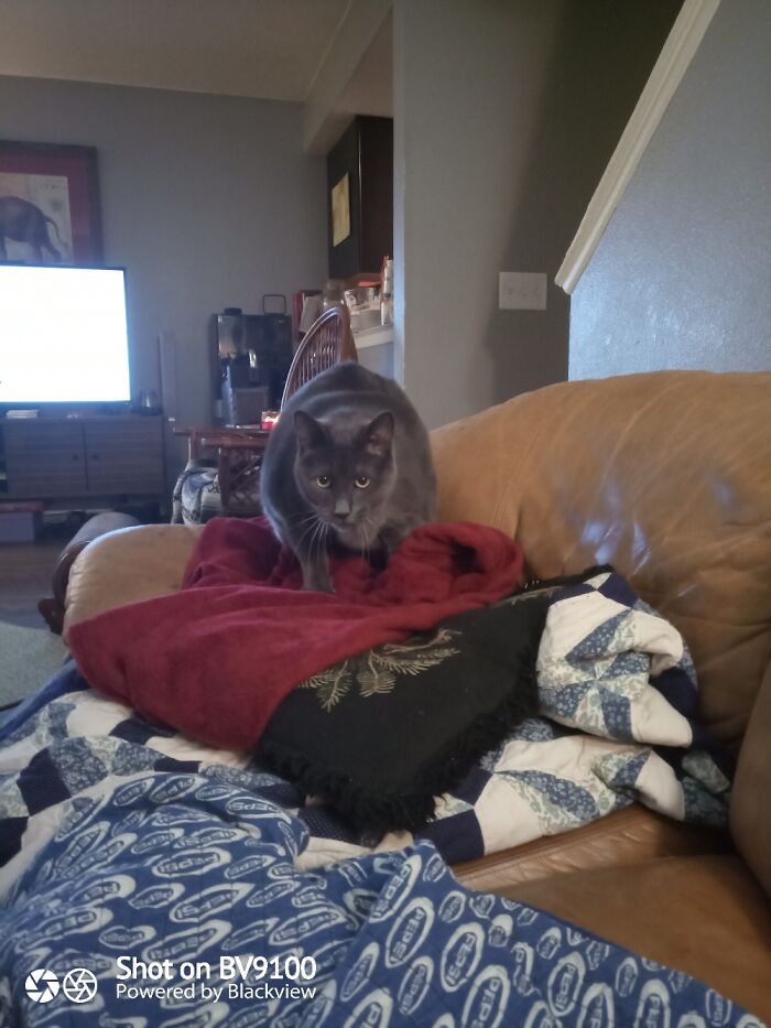 He Likes To Stare At Me When He Gets Ready To Lay Down