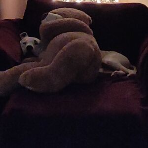 williamshugars avatar