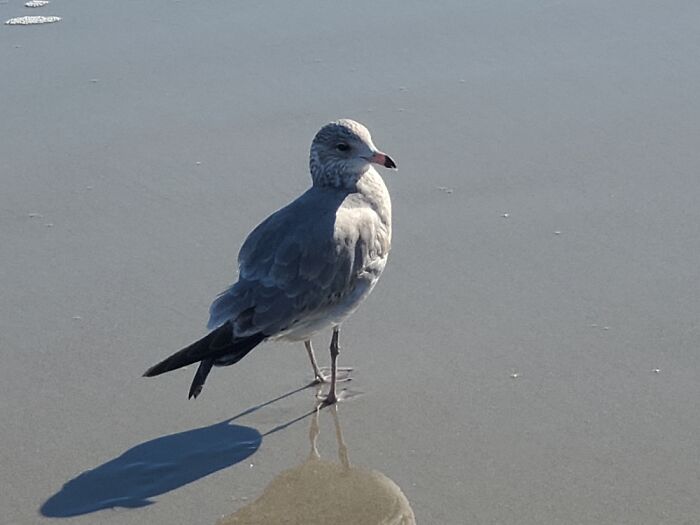 Looking For Snacks...