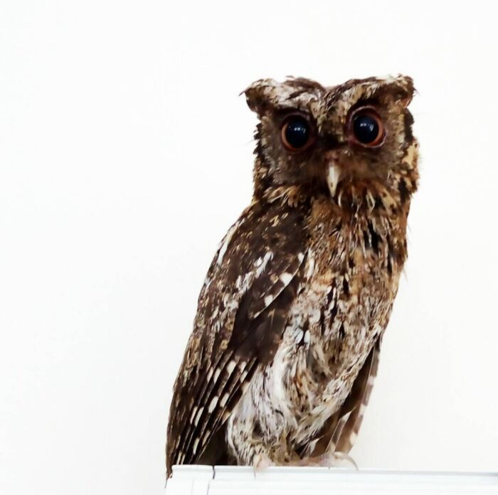 Found This Baeuty Soaked In The Rain, Brought Him To Vet, He Is Well Now