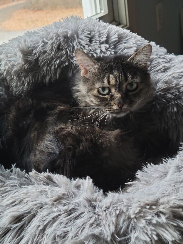 Stella, I'm Sitting For Her This Week While My Boss Is Out Of Town. Insulin Shots 2x A Day.