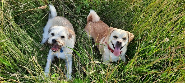 These 2 Derps Are The Strangest, But Cutest, Pups