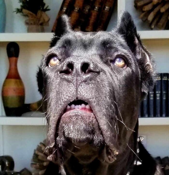 You Will Die Tree Rats