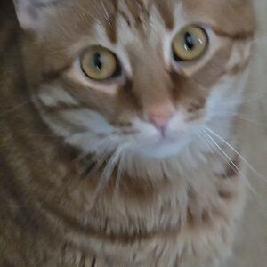 belladwexhome avatar