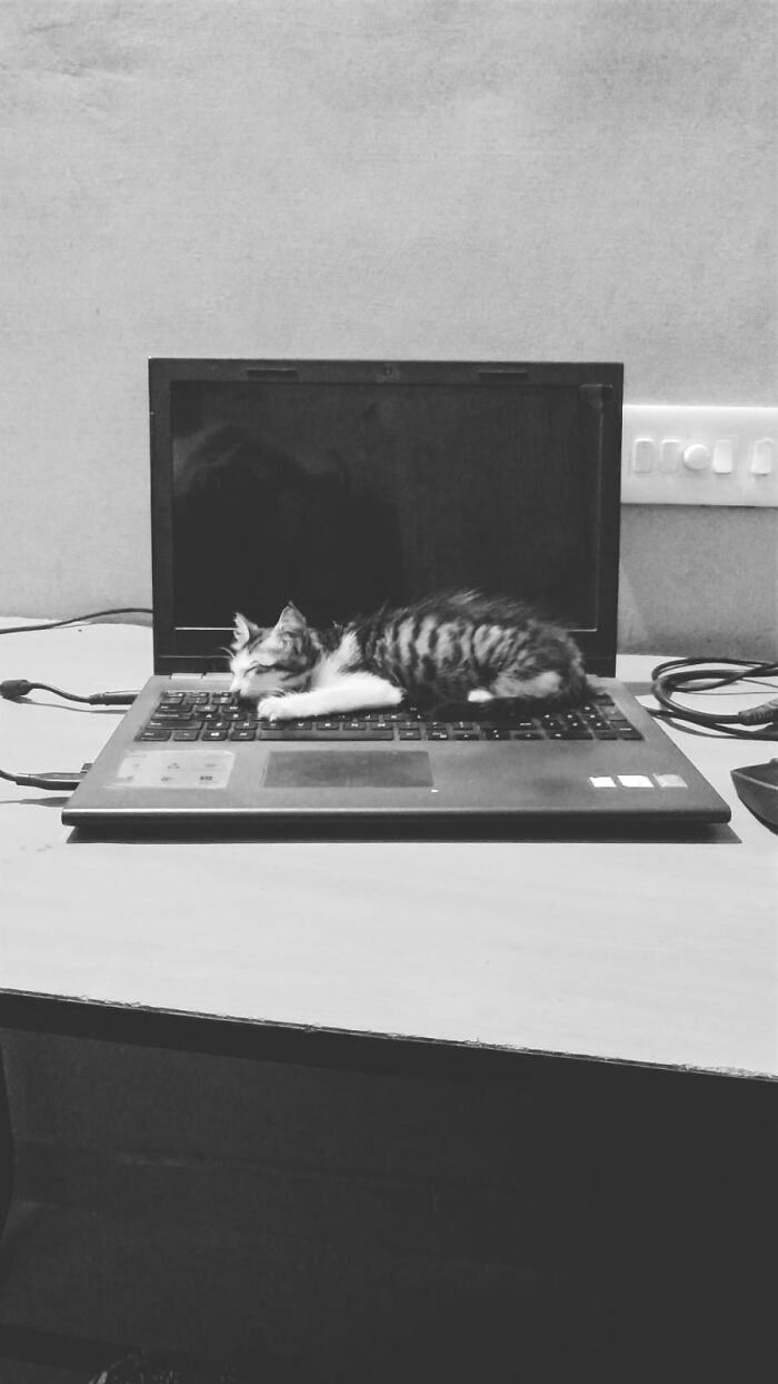 He Found My Hot Laptop The First Day He Came Home