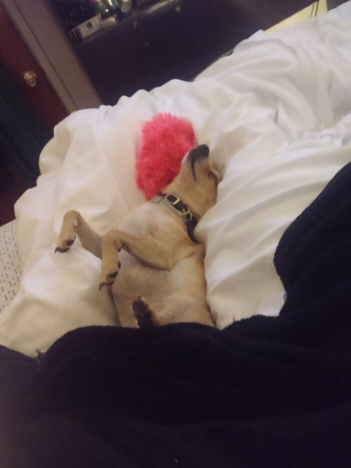 I Had Too Spikey Andone Of His Favorite Toys 😴