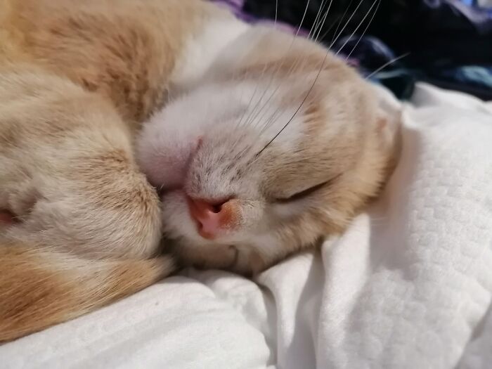 The Littlest Snuggle