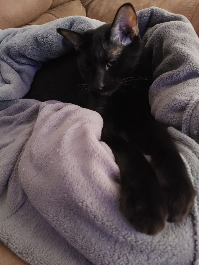 My Lil Guy Is Super Cozy And Sleepy