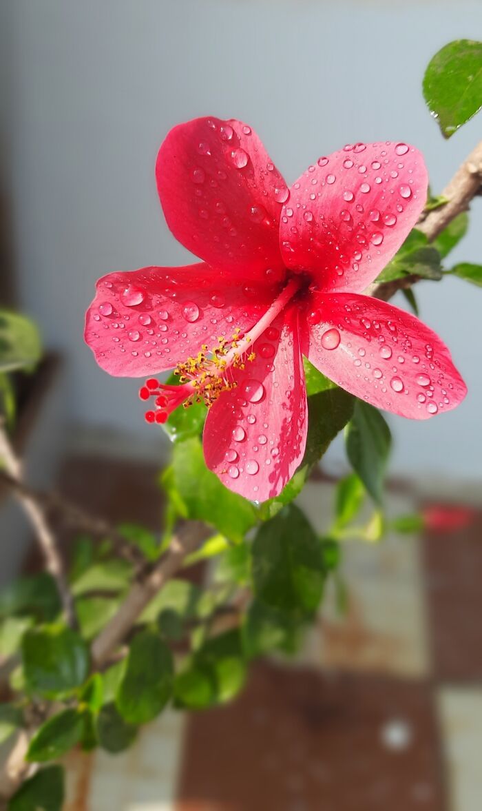 Hibiscus