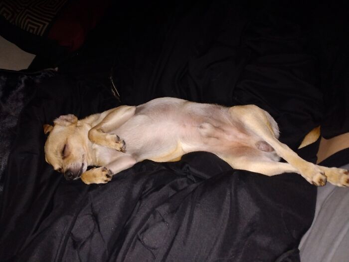 Spikey Nice And Comfy 😴