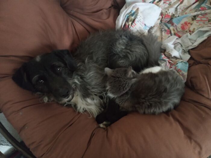 My Cat Loves Her Doggy Pillow