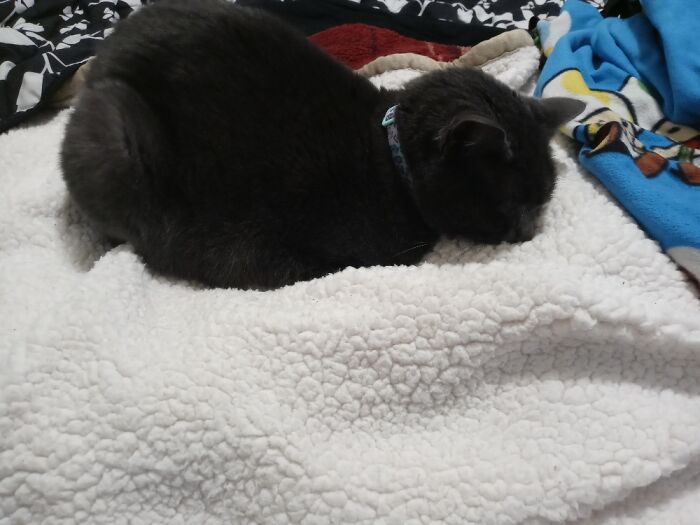 She Was Straight Vibing On The Warm Blanky😂 Shes Passed Out Face In The Floof