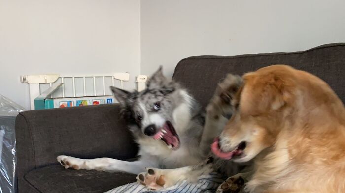 Madness Is A Common. Collie Affliction