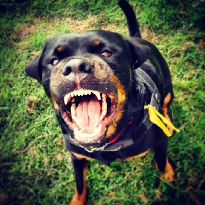 Letting Me Know He Has Big Teef... Incase I Forget...