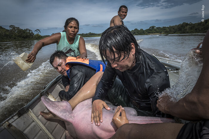 People rescuing a pink river dolphin in a boat, featured in 2021 Wildlife Photographer Of The Year contest images.