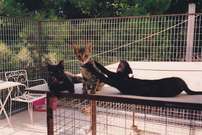 No Worries; Just An Intense Yawn. Not Super Creepy At All!