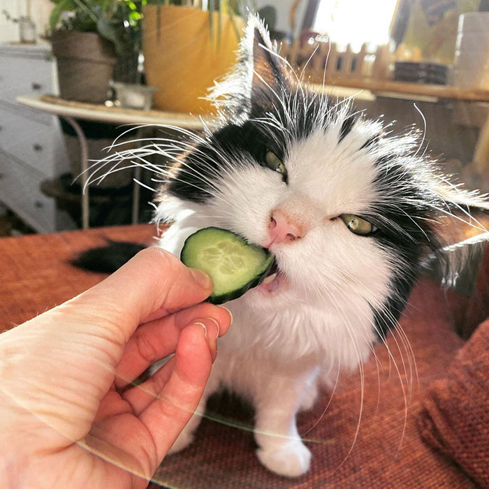 This Cat From Finland Loves Munching On Cucumbers
