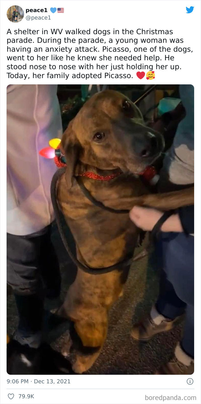 Christmas Parade Dog Helps Woman With Her Anxiety Attack