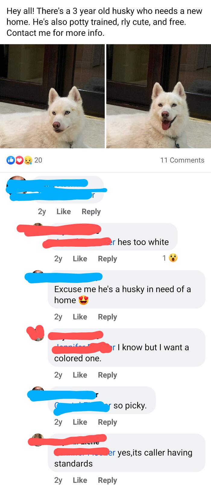 Free Husky Too White To Adopt