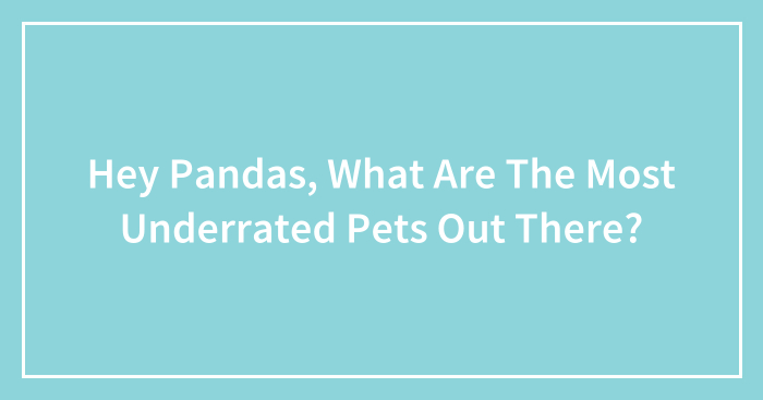 Hey Pandas, What Are The Most Underrated Pets Out There? (Closed)