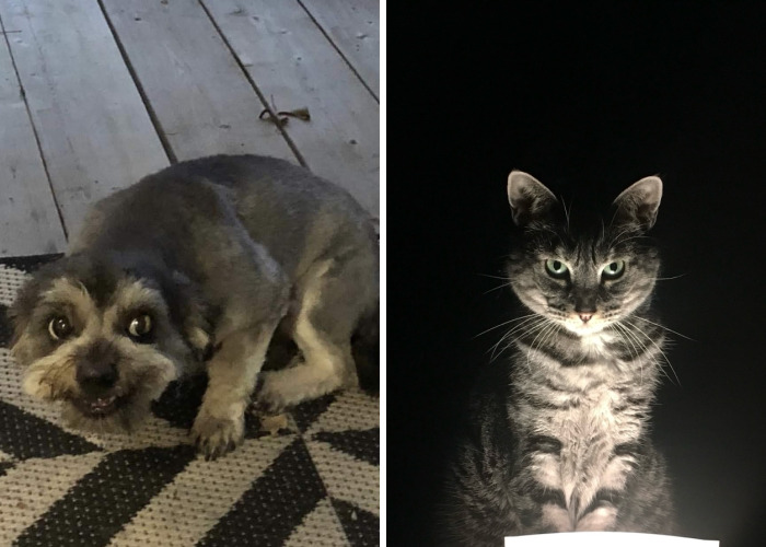 Hey Pandas, Post A Photo Where Your Pet Looks Creepy Or Evil (Closed)