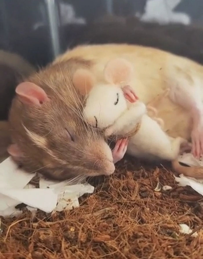 Brown rat cuddling with a small white plush mouse, showcasing adorable animals that might brighten up your day.