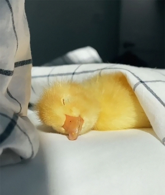 Sleeping yellow duckling wrapped in a blanket, one of the adorable animals that might brighten up your day.