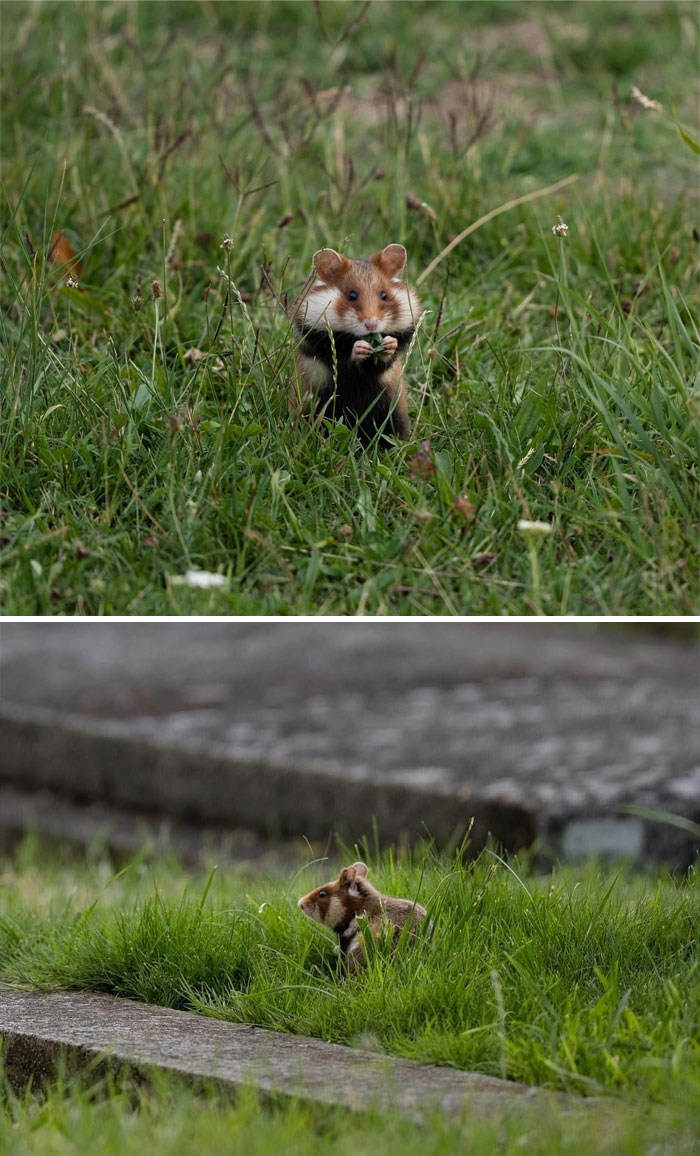 In Vienna, Austria, Is Cemetery Full Of Wild Hamsters. Like, Tons Of Them. Here Are Some Of My Dad’s Photos