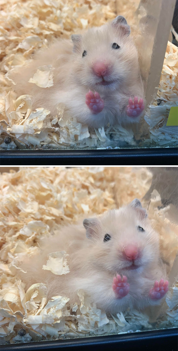 Really Milking It Trynna Be Adopted