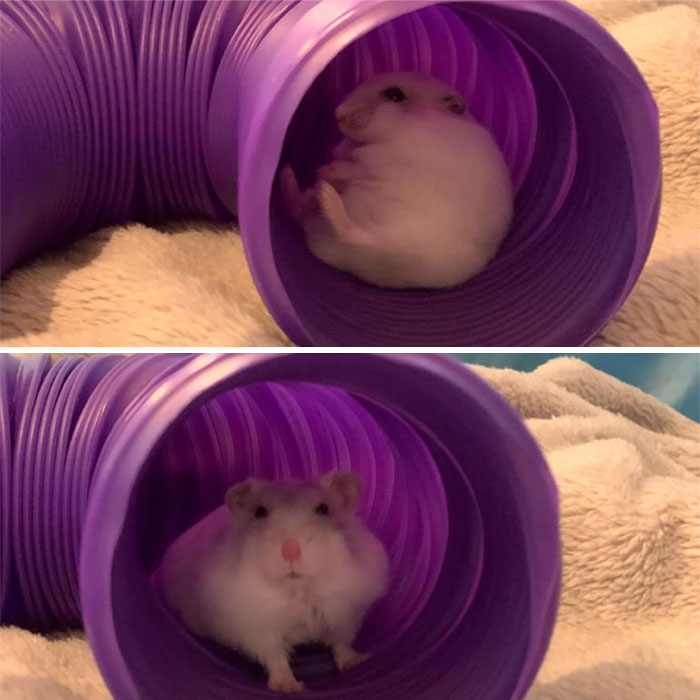 Nino Noticed The Humans Laughing At Him Sitting Like A Prawn