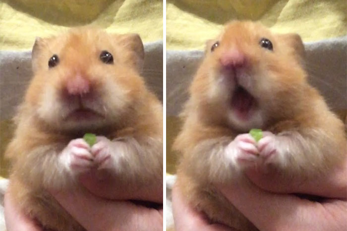 Sir, Are You Aware That You Are A Hamster