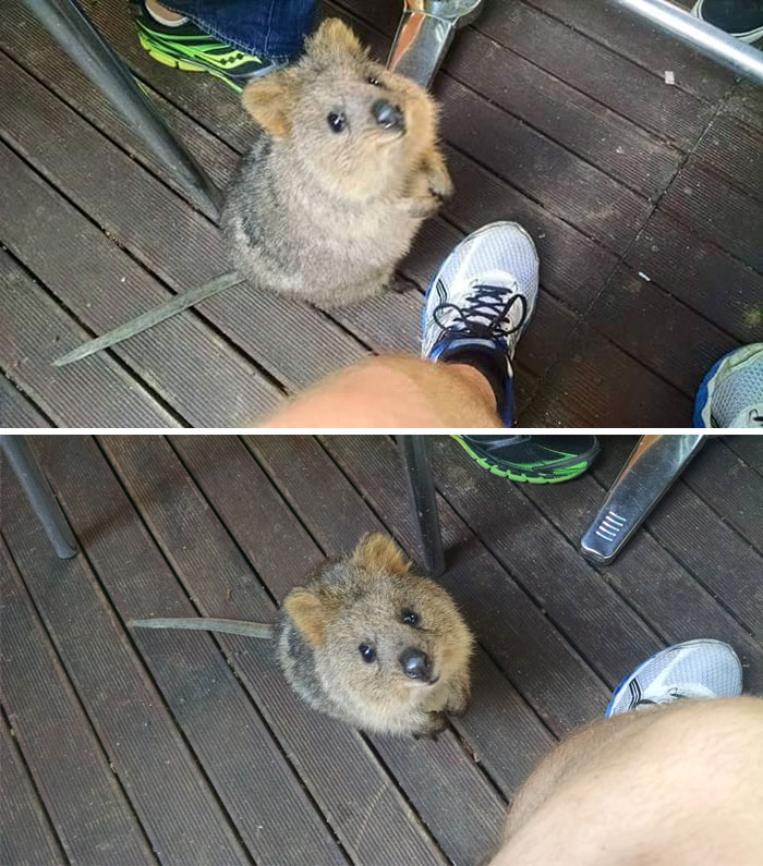 This Little Guy Tried To Join Us For Breakfast